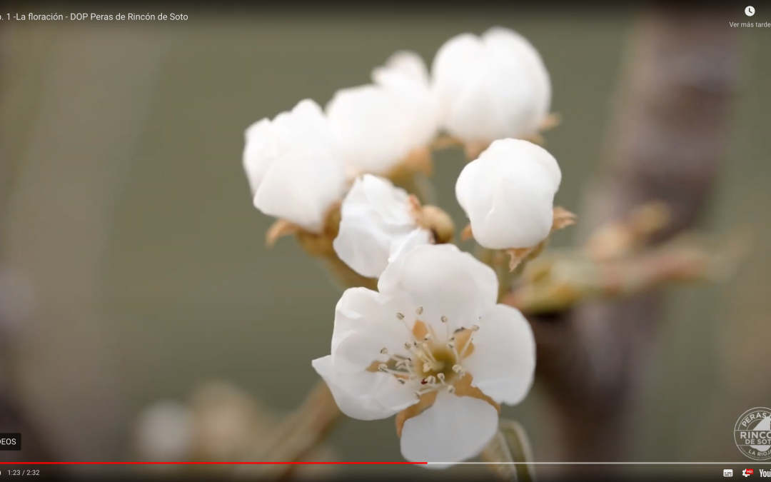 La DOP Peras de Rincón de Soto lanza una serie audiovisual centrada en el ciclo productivo de la pera