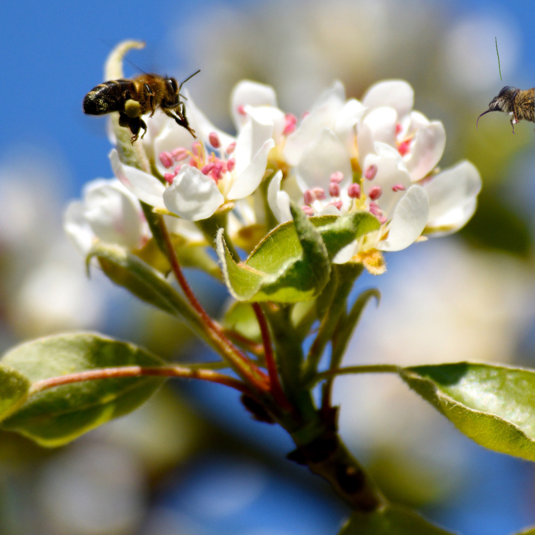Las abejas y su papel en nuestros campos