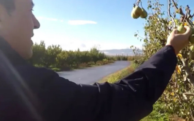 La DOP PERAS DE RINCÓN DE SOTO EN ‘PLANES GOURMET’