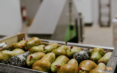 Nuevo año cargado de retos y propósitos para la DOP Peras de Rincón de Soto