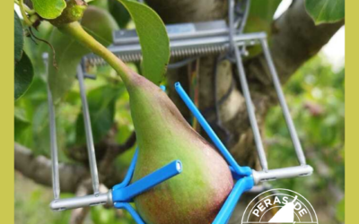 Primeros resultados del ‘proyecto frutal’ que busca un cultivo más eficiente y sostenible de la pera
